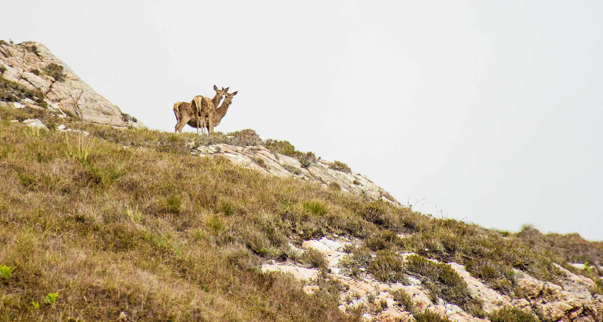 Raasay Community Renewables Deer on Raasay
